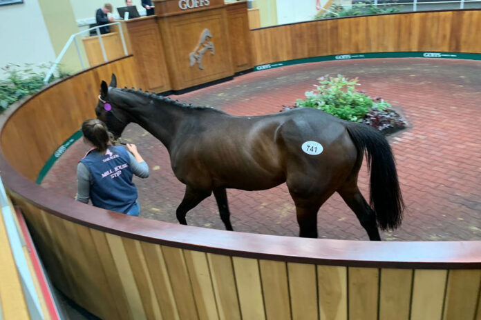 Upping The Anti im Ring bei Goffs Foto: privat