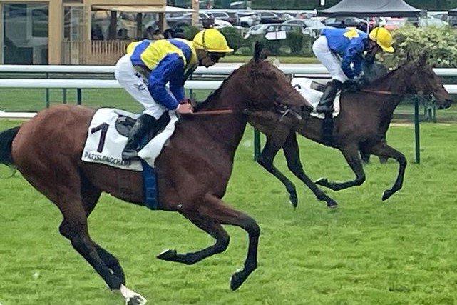 Goliath (vorne) beim Aufgalopp