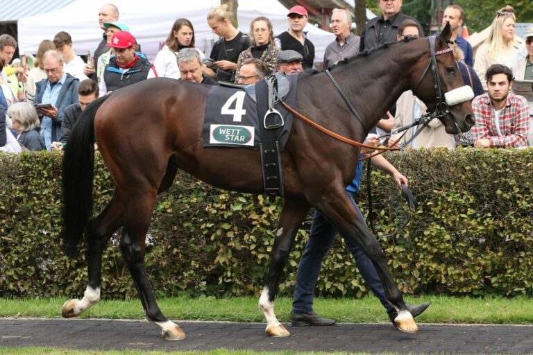 Inside Matters mit Wild Card zur Arqana Summer Sale
