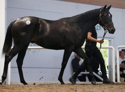 N.N. a.d. Secretina (Kat.-No. 183)