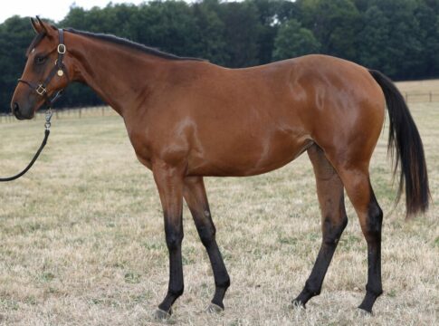 Tamfana als Jährling im Gestüt Etzean kurz vor der BBAG Auktion