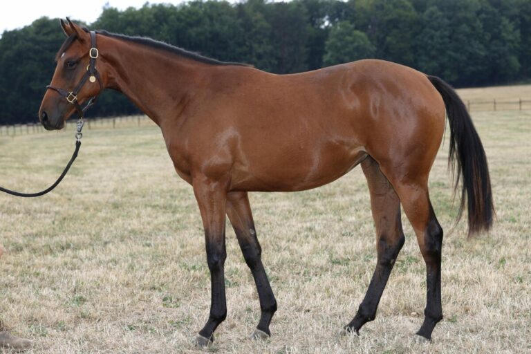 Deutscher Zuchterfolg im englischen Gruppe III-Rennen – Tamfana siegreich