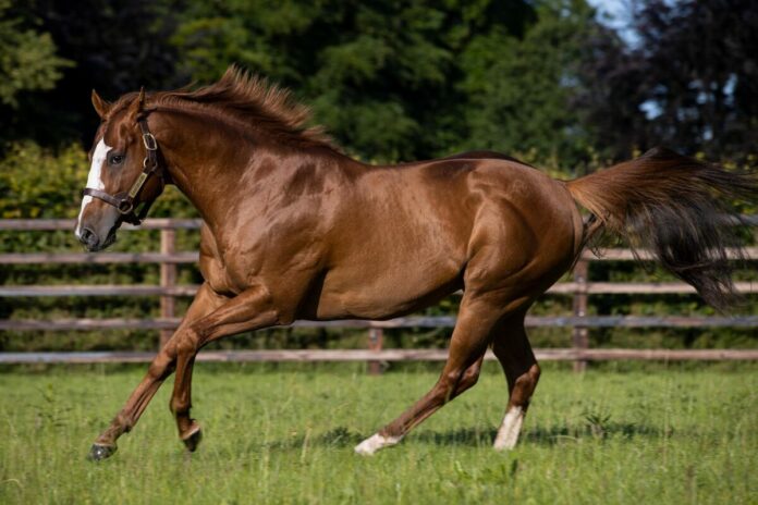 Earthlight im Kildangan Stud