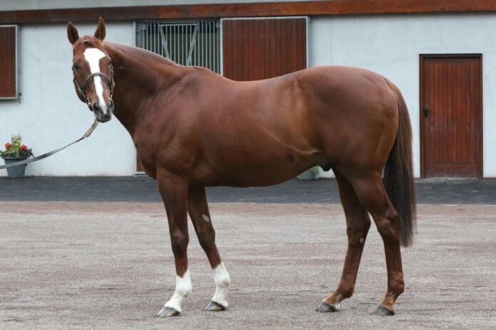 Deckhengst Lope de Vega