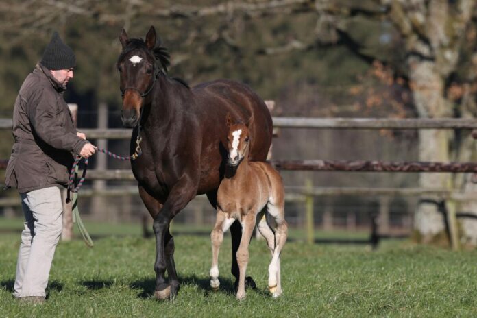 Palmas mit ihrem Hengstfohlen von Frankel im Gestüt Etzean