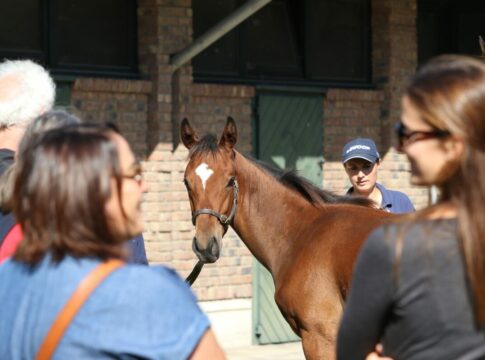 Jetzt für den "Tag der Gestüte" am 20. September anmelden
