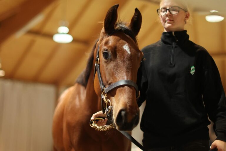 Erstmals geht es nach oben – Blue Blue Sky für 43.000 Euro