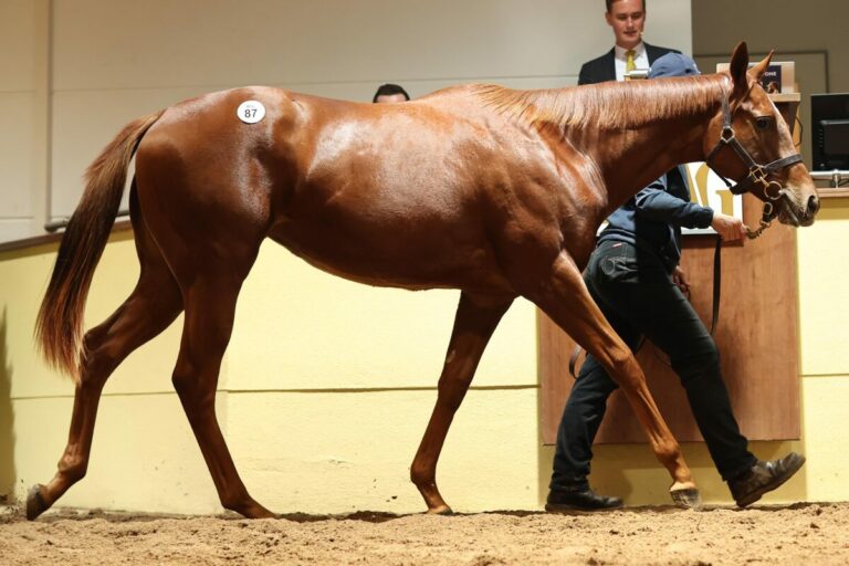 67.000 Euro bei der Auktion – „Präsenz und Ausdruck haben überzeugt“