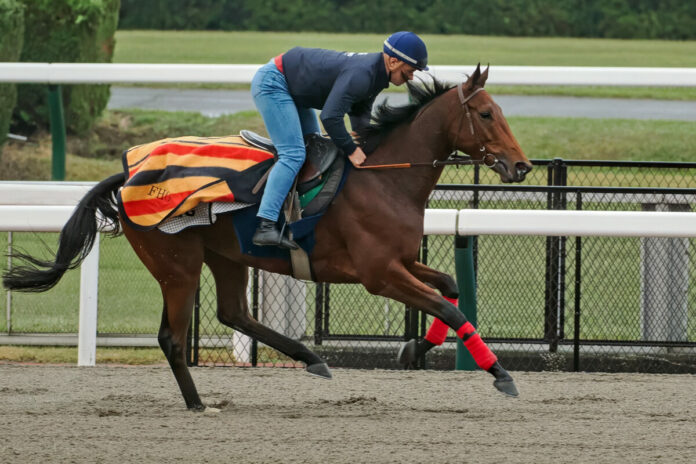 Goliath bei der Morgenarbeit in Japan Foto: galoppfoto.de