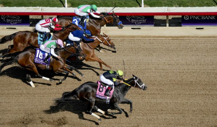 Soul of an Angel Foto: John Voorhees/Eclipse Sportswire/Breeders Cup