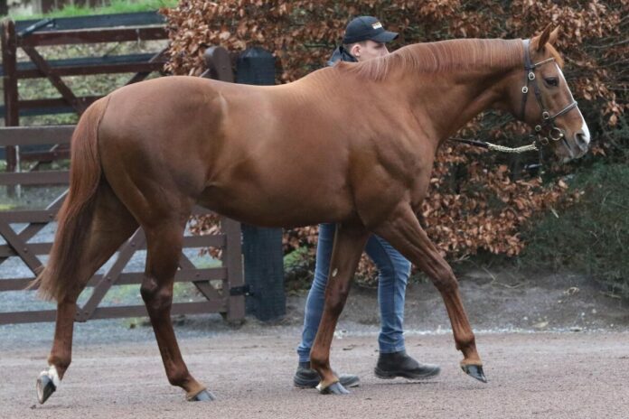 Deckhengst Waldgeist