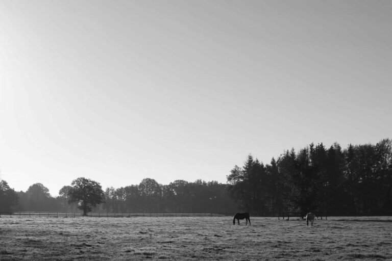 Deckhengst-Legende Lemon Drop Kid abgetreten