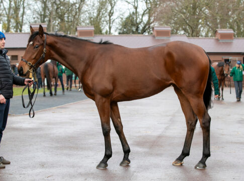 The Palace Girl im Jahr 2024 Foto: Tattersalls