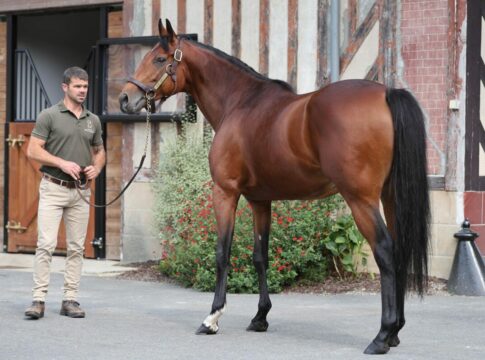 Ace Impact im Haras de Beaumont