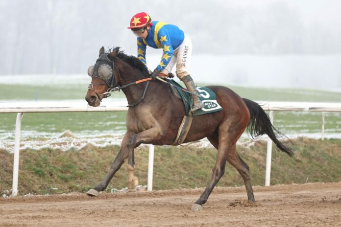 Stay First siegt unter Bayarsaikhan Ganbat