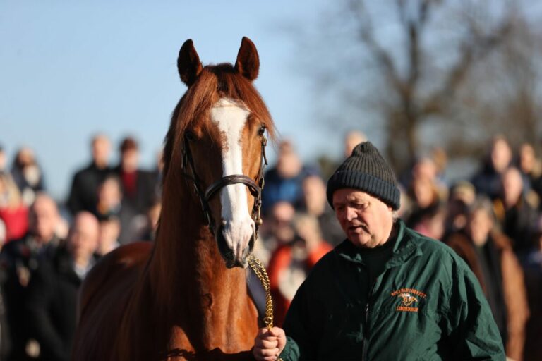 Galopp Impuls Stiftung möchte mit Rennserie die Zucht fördern