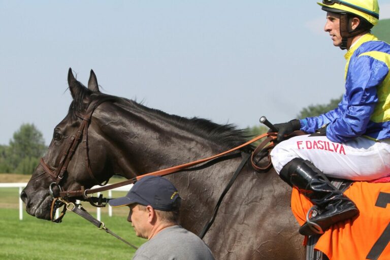 Schlenderhan bietet North Sun bei der Arqana Online-Auktion an Schlenderhan bietet North Sun bei der Arqana Online-Auktion an