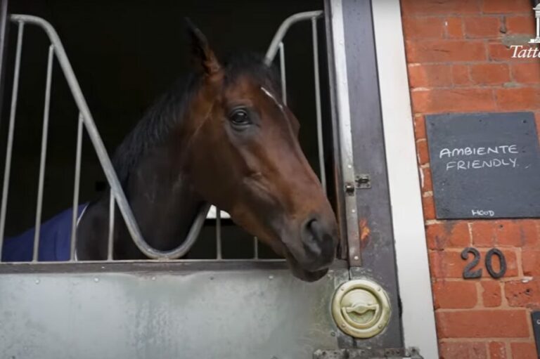 Neuer Trainer für Ambiente Friendly