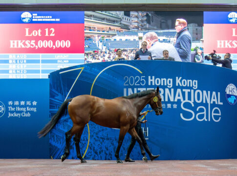 Ein I Am Invincible-Sohn im Auktionsring von Sha Tin Foto: hkjc.com