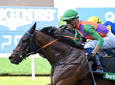 Quinault (Archiv) Foto: Ascot Racecourse