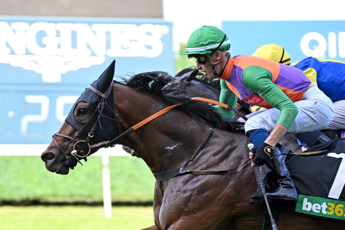 Quinault (Archiv) Foto: Ascot Racecourse