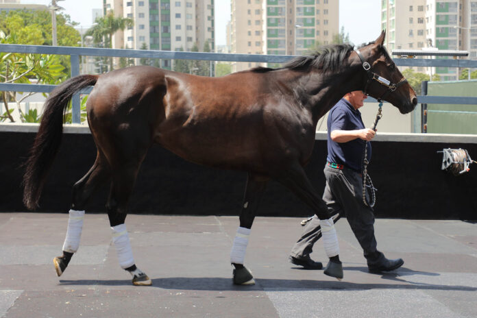 Calif kommt in Hong Kong an Foto: hkjc.com