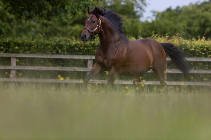 Ghaiyyath im Kildangan Stud