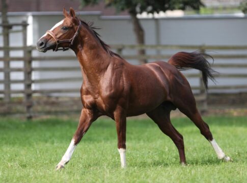 Der unvergessene Adlerflug