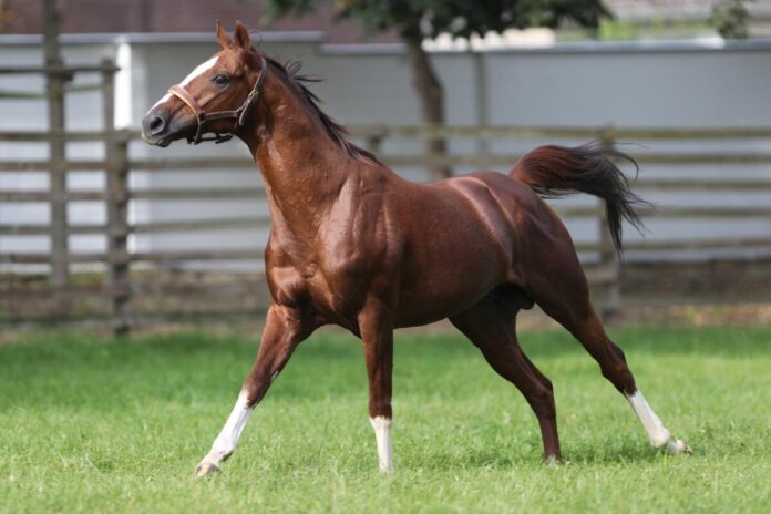 Der unvergessene Adlerflug