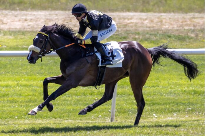 Innora siegt unter Thore Hammer-Hansen