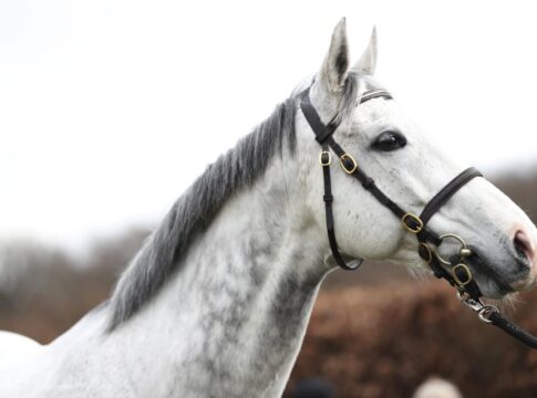 Deckhengst Jukebox Jury beim Zchtertreff