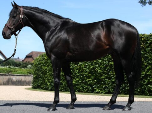 Weltstar im Gestüt Röttgen