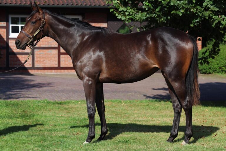 Stute aus Fährhof-Zucht holt zweiten Sieg beim zweiten Start