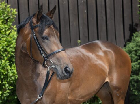 Matilda am Sonntag erstmals für Graffard am Start Matilda