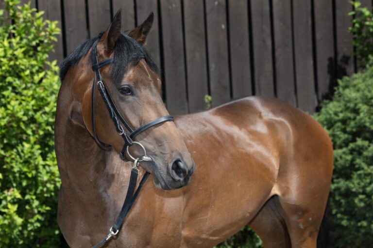 Matilda am Sonntag erstmals für Graffard am Start