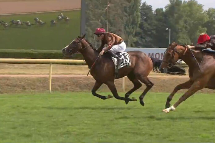 Sarastro Foto: Screenshot/Equidia