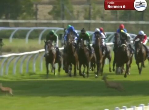 Rehe kreuzen die Rennbahn