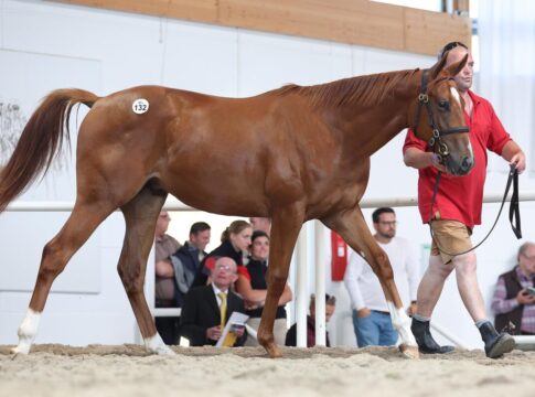 Liberty Racing kaufte den Gleneagles-Sohn aus der Picobella