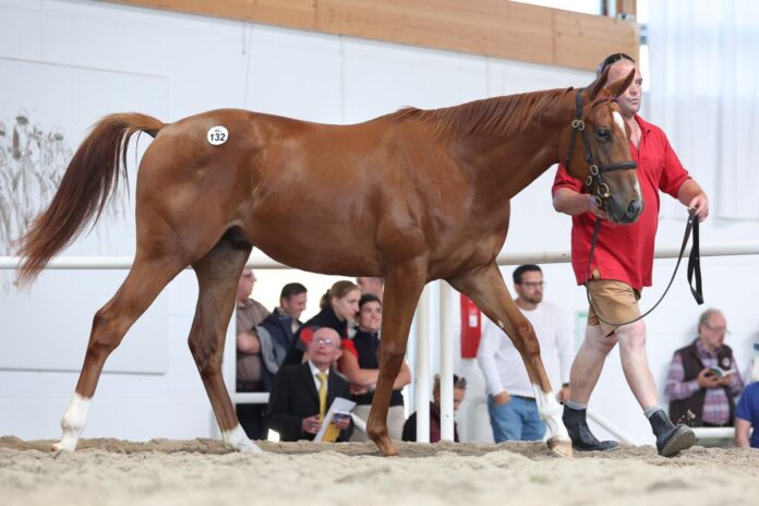 Liberty Racing kaufte den Gleneagles-Sohn aus der Picobella