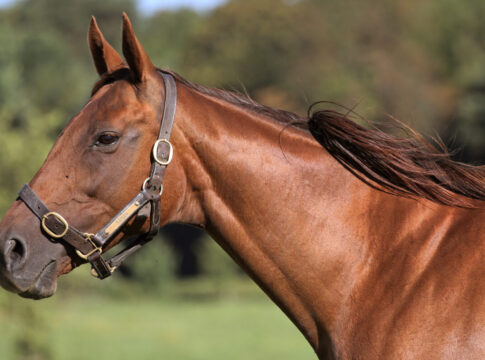 Gestuet Goerlsdorf, Sanwa im Portrait