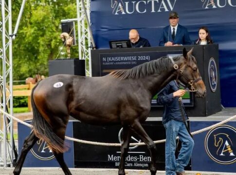 Jährlingsstute Rubaiyat x Kaiserwiese