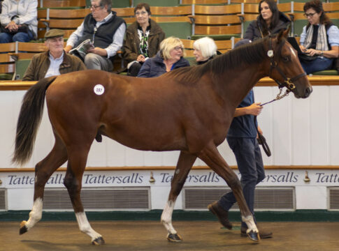 2,2 Millionen Guineas brachte der Frankel-Sohn aus der Innevera Foto: Tattersalls