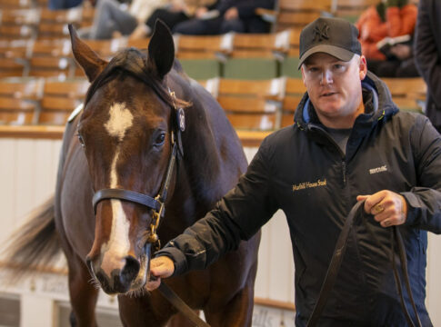 AMO Racing nicht untätig - 2,2 Millionen für einen Wootton Bassett Die Lot-Nummer 247, ein Wootton Bassett-Sohn Foto: Tattersalls