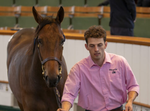 Die Lot-Nummer 362 Foto: Tattersalls