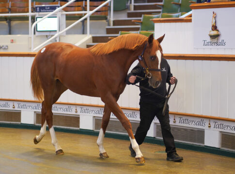 Die Lot-Nummer 970 Foto: Tattersalls