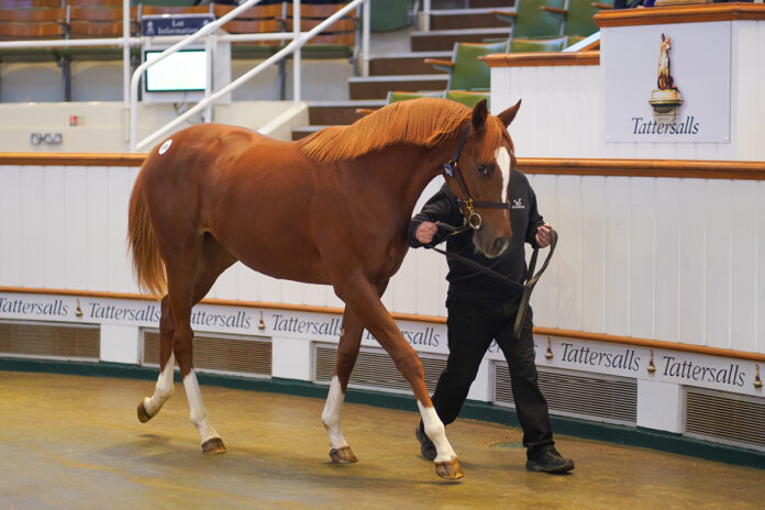 Die Lot-Nummer 970 Foto: Tattersalls