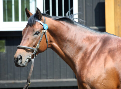 Dubawi Foto: Sorge