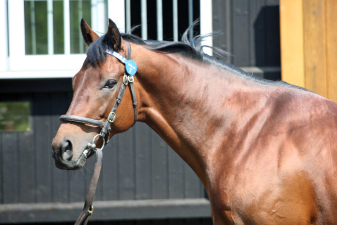 Dubawi Foto: Sorge