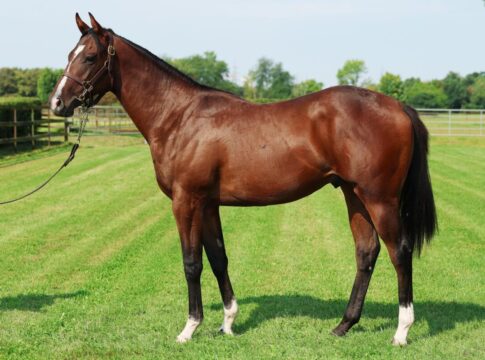 Gestüt Röttgen: Kat-Nr. 76 Epos