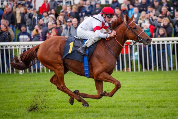 Lordano bei seinem Sieg im Silbernen Pferd 2023